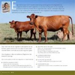 Article-Lae-insetgenetika-bonsmara-south-africa