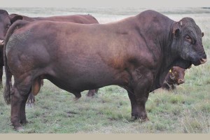 PHR-06-062-bonsmara-bull-south-africa