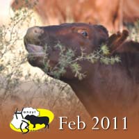 Hanzyl bulletin – Februarie/February 2011